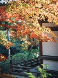 🍁 秋の柳谷観音で癒しのひとときを 🍁