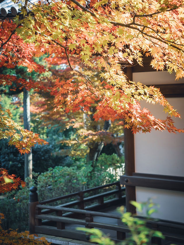 🍁 秋の柳谷観音で癒しのひとときを 🍁