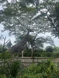 Animals at Singapore’s Zoo