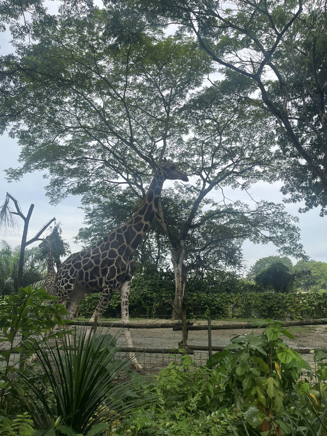 Animals at Singapore’s Zoo