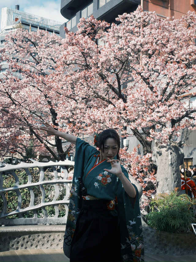 You must visit Atami for the Earliest Sakura near Tokyo! 