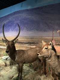 Spend a day exploring Shenzhen free museum