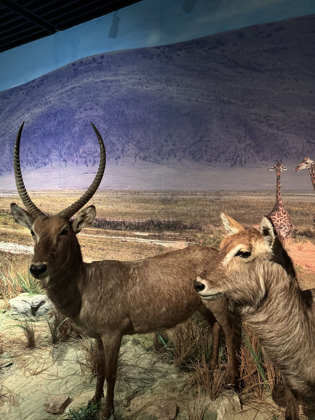 Spend a day exploring Shenzhen free museum