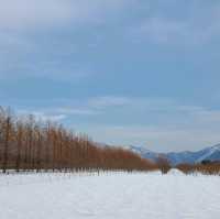 滋賀　高島市🌳メタセコイヤ並木