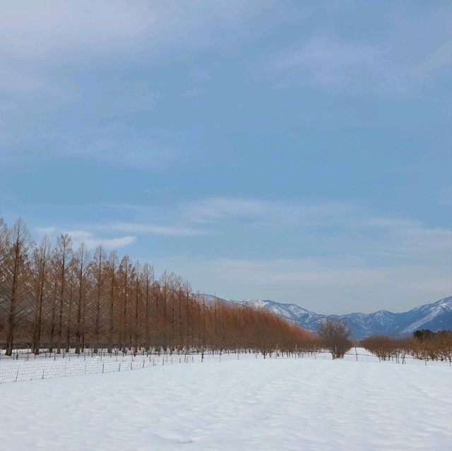 滋賀　高島市🌳メタセコイヤ並木