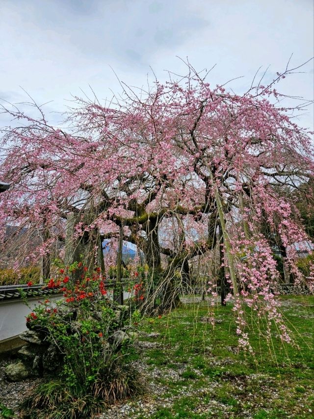 【明王寺のしだれ桜】