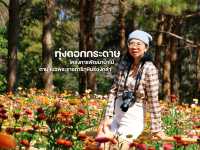 ทุ่งดอกกระดาษ สวยที่สุดในไทย
