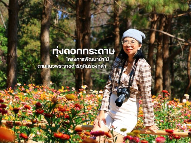 ทุ่งดอกกระดาษ สวยที่สุดในไทย