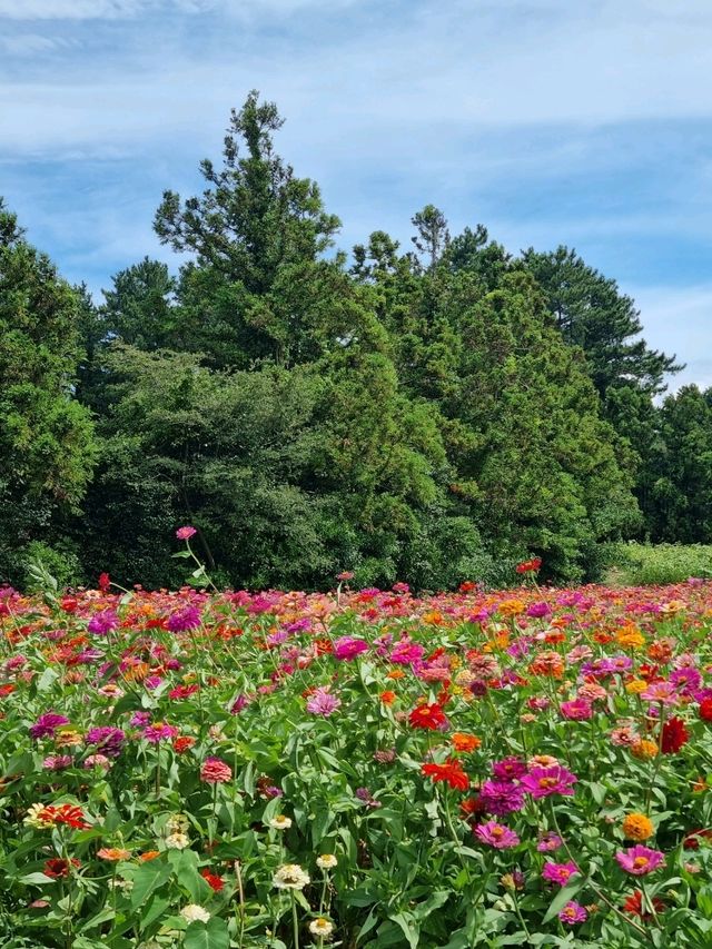 코스모스와 백일홍이 가득한곳🪻🌷🌺🌻