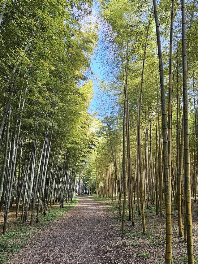 【栃木】美しい竹林