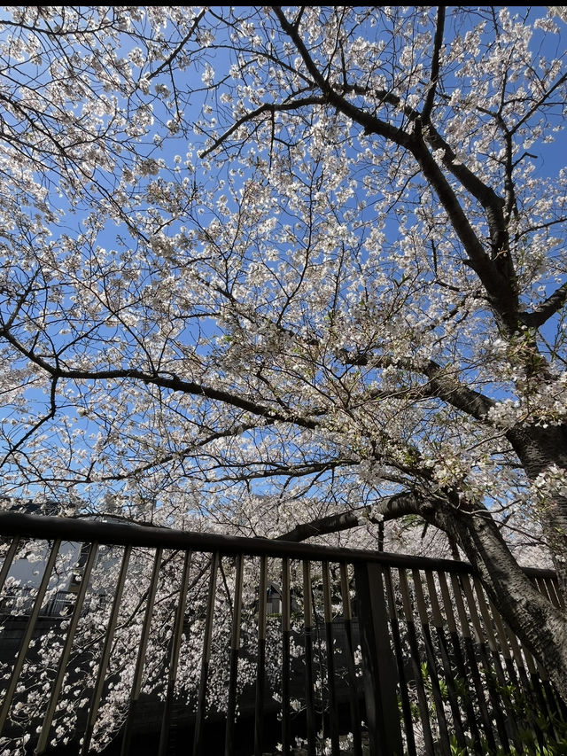 中目黑櫻花隧道