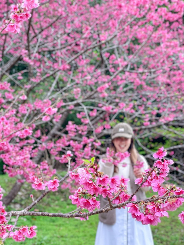 【沖縄】本部町 日本でいちばん早い桜まつりへ出掛けてみよう