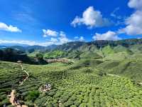 Malaysia’s Highland GEM!!!