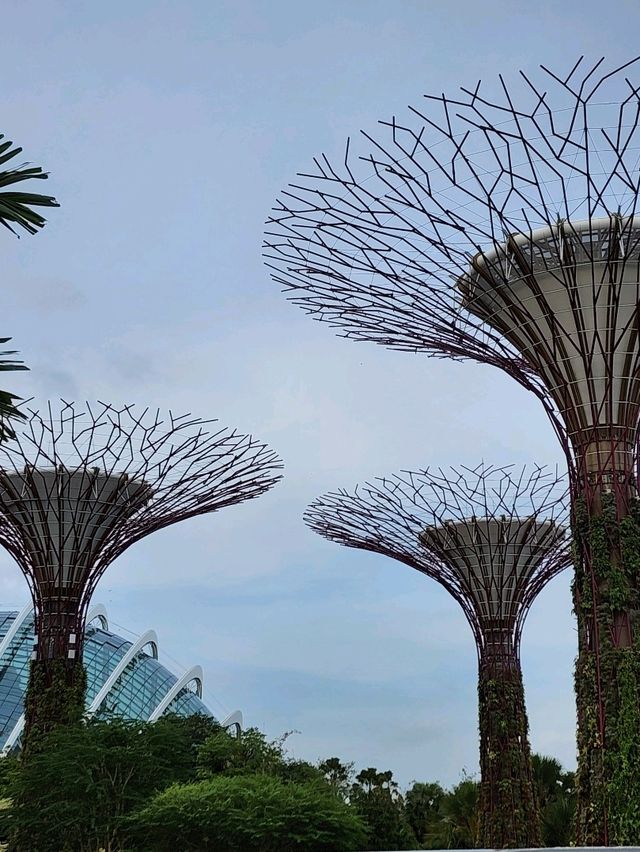 📍SuperTree Grove
