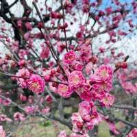 Osaka’s Hidden Springtime Gem: Plum Blossom Grove 🇯🇵