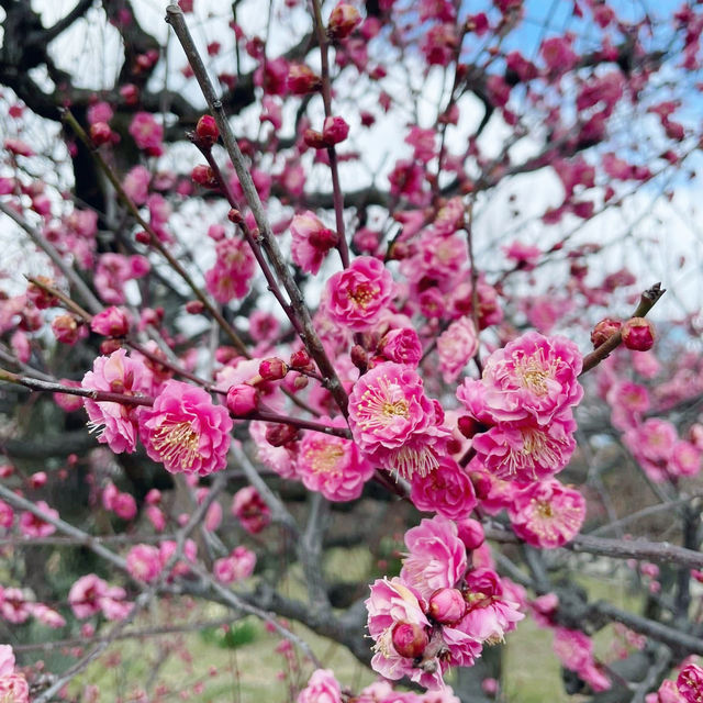 Osaka’s Hidden Springtime Gem: Plum Blossom Grove 🇯🇵