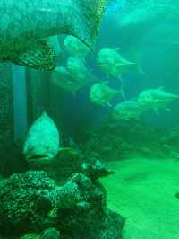 A Deep Dive into Underwater World Langkawi! 🐠