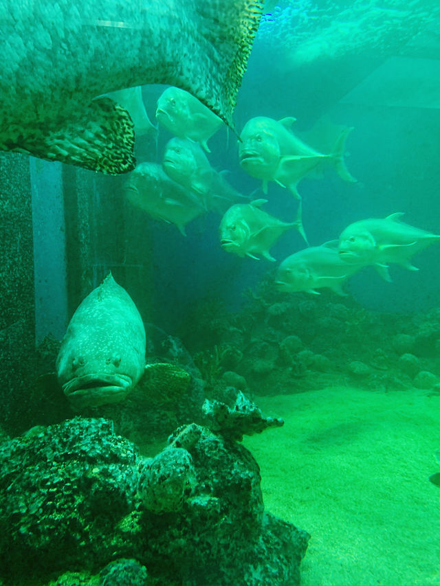 A Deep Dive into Underwater World Langkawi! 🐠