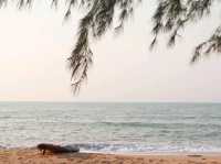 Mollusc Glamping ที่พักติดทะเล