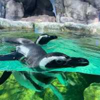 千葉県にある学べる水族館『鴨川シーワールド』🐠
