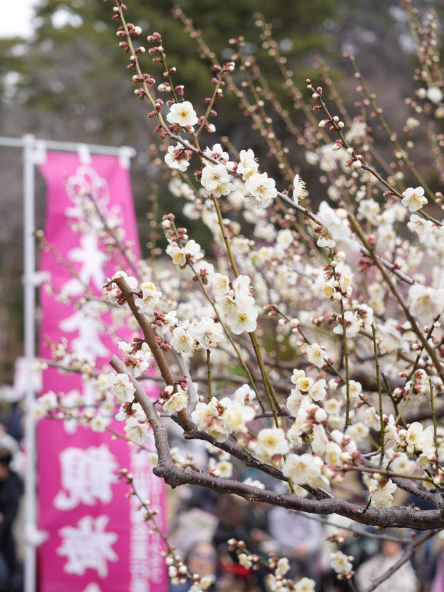【横浜×大倉山公園梅林】 神奈川の梅の名所