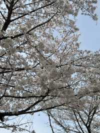 大阪櫻花一日旅：沉醉在粉色花海中 🌸