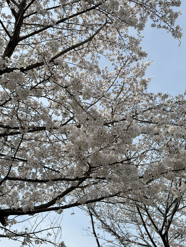 大阪櫻花一日旅：沉醉在粉色花海中 🌸