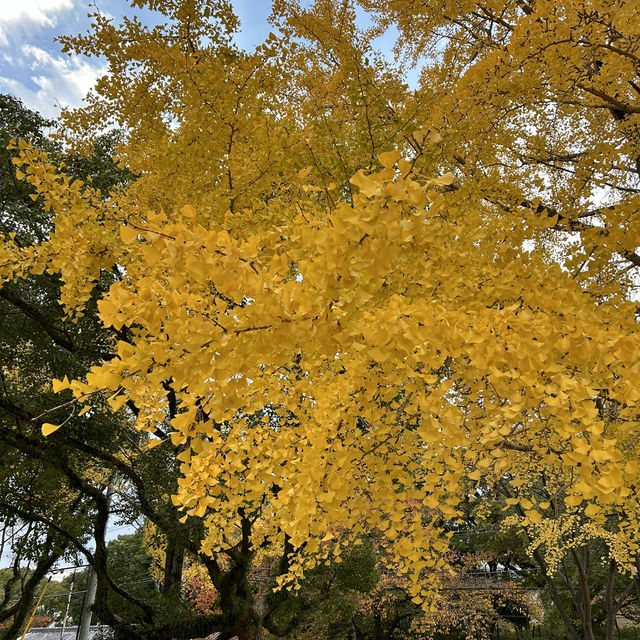 8 Days in Fukuoka