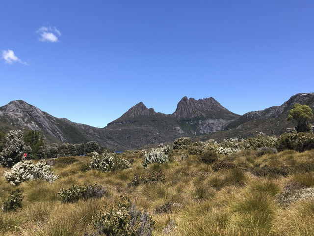 4-Day Tasmania Itinerary: Mountains, Wildlife & Lavender Fields 💜