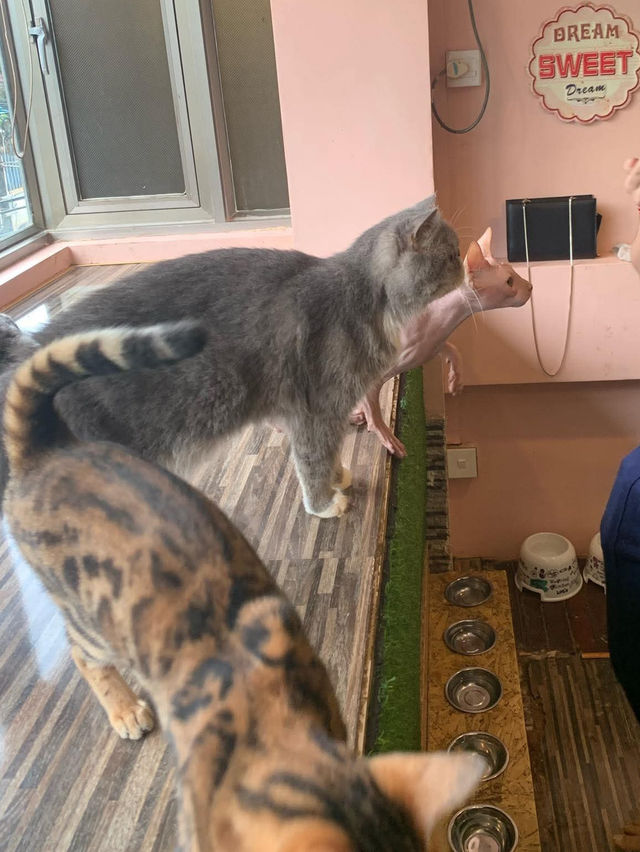Spending an afternoon at Yangon’s Pet Cafe