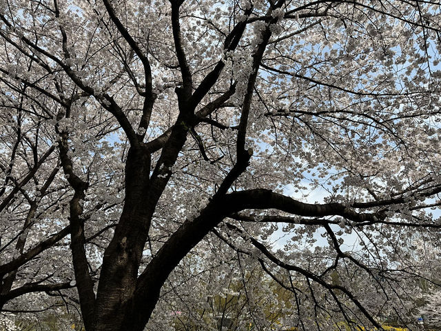 🌸가족과 봄 나들이하기 좋은 곳 추천, 서울 양재천&양재 시민의 숲🌸