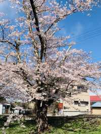 ซากุระที่ Kanonji River ฟุกุชิมะ ไม่ควรพลาด