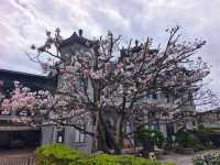 東方寺賞櫻美景