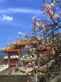 淡水｜粉色浪漫襲捲天元宮 吉野櫻嫁接山櫻花超強適應力櫻花