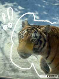 Harbin Siberian Tiger Park 🐅❄️