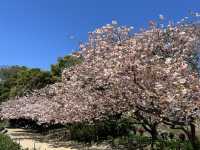 ชมซากุระที่ Maizuru Park สวนที่อยู่ใน Fukuok