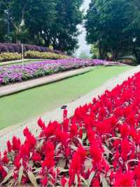 《大埔海濱·平日放鬆 賞花賞櫻🌸賞海景 打卡之旅》 附交通方法