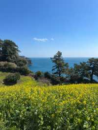 🌼지금 방문하면 좋을 무료 유채꽃밭🌼