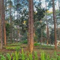 จุดเช็คอินกลางป่าสน | สวนป่าดอยบ่อหลวง
