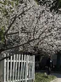 A Serendipitous Bloom: Cherry Blossoms at Nanxun Ancient Town East Gate