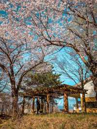 Chasing Sakura in South Korea 🌸