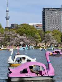 The Ultimate Cherry Blossom Spot! Ueno Park