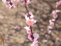鈴鹿の森公園今週が見頃