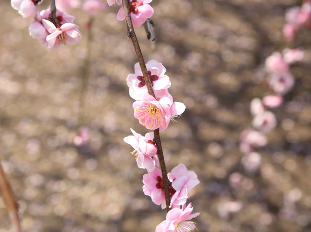 鈴鹿の森公園今週が見頃