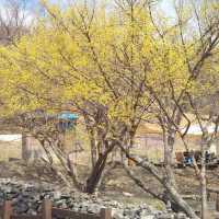 노란꽃이 만개한 이천 산수유축제