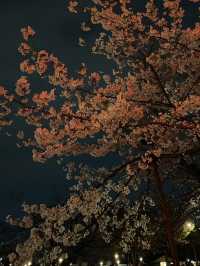 Ueno Park: Tokyo's Ultimate Cherry Blossom Dream