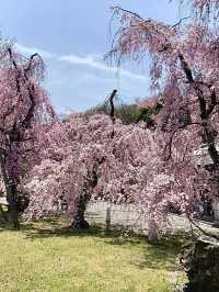 Spring at Nijo Castle: A Cherry Blossom Wonderland