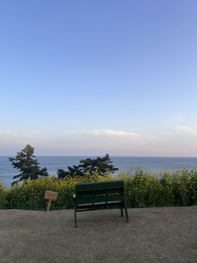 제주에서 꼭 가야하는 유채꽃 명소⭐️