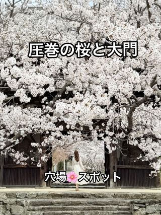 Wakayama ❤︎ Do you know this place? A spectacular collaboration of cherry blossoms and Daimon Gate 🌸