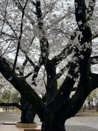 Sakura in grandberry park!!